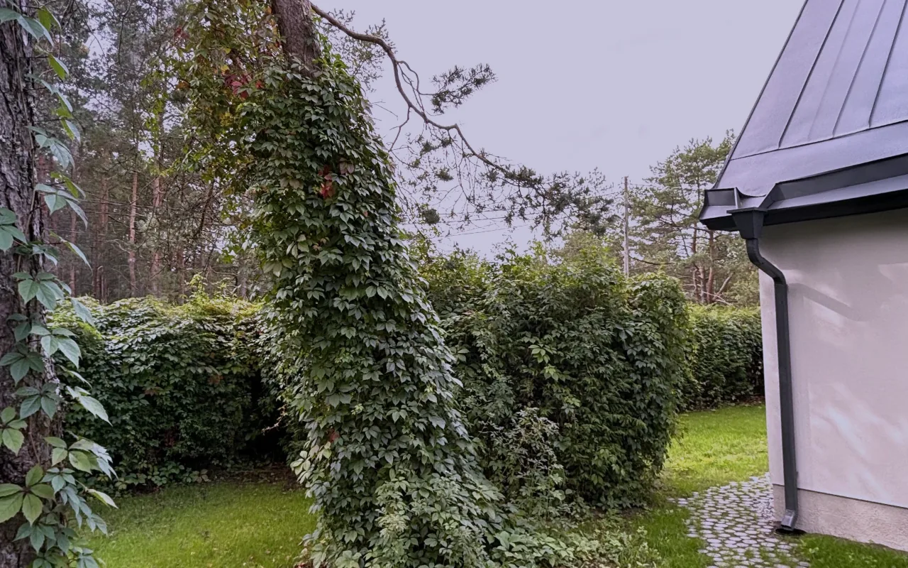 Standbild aus dem Scan: Terrasse